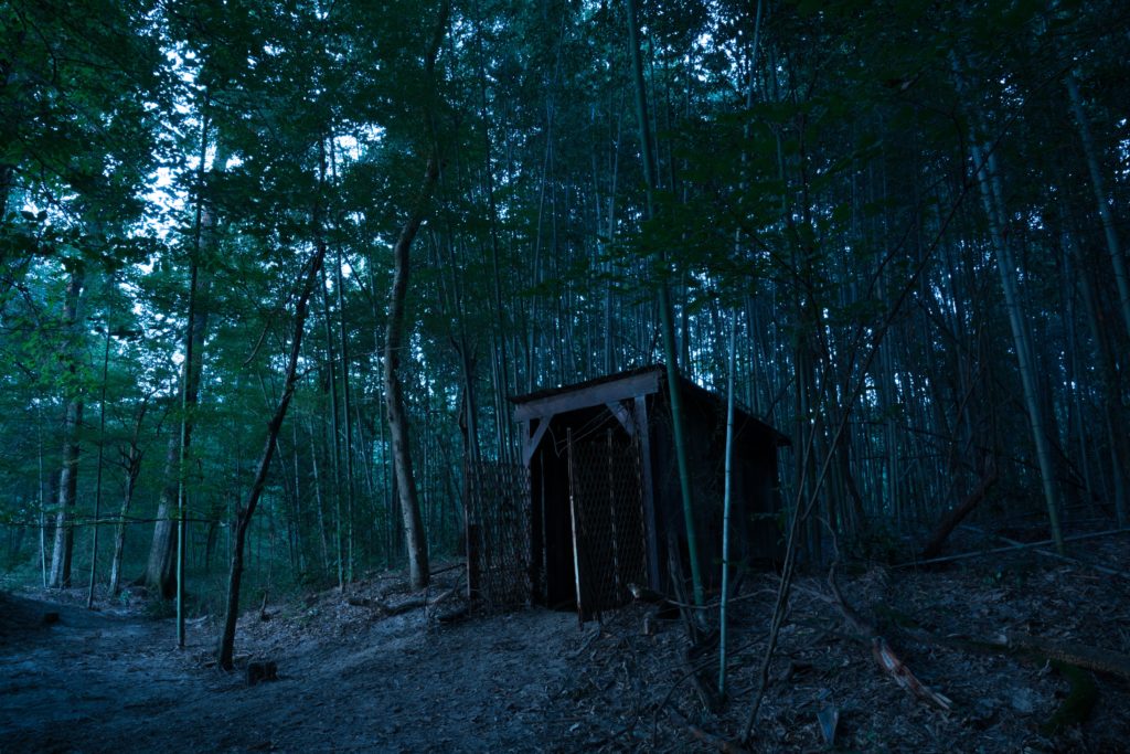 a-shed-in-the-woods-at-dusk