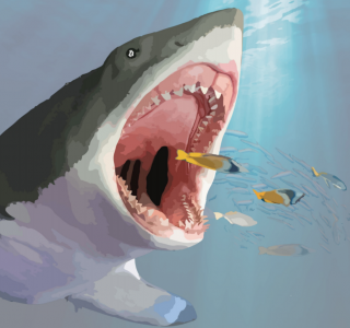 shark-illustration
